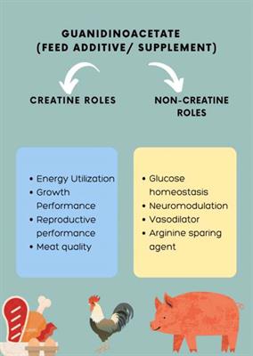 Guanidinoacetic acid supplementation: A narrative review of its metabolism and effects in swine and poultry